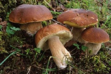 Prevenzione Delle Intossicazioni Da Funghi - Guida E Orari Di Apertura Ispettorato Micologico